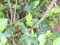 Tabernaemontana pandacaqui