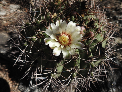 Gymnocalycium nigriareolatum