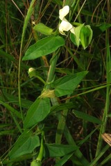 Thunbergia neglecta