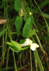 Thunbergia neglecta