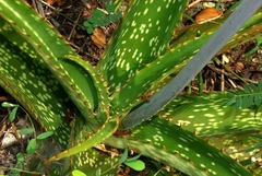 Aloe dyeri image