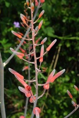 Aloe dyeri image