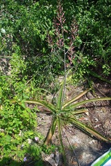 Aloe dyeri image