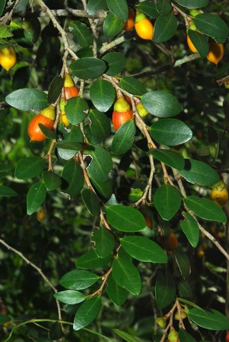 Diospyros natalensis subsp. nummularia image