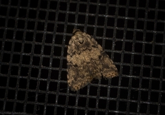 Tolpia conscitulana