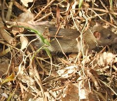 Rattus andamanensis