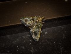 Arescoptera haplocala