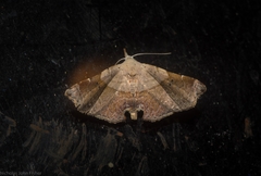 Esthlodora versicolor