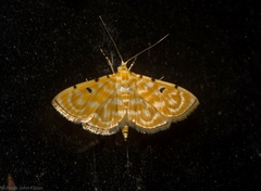Notarcha aurolinealis