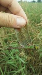 Anax parthenope julius