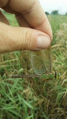 Anax parthenope julius