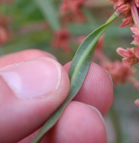 Image of Rumex californicus by (c) Tyler Ekholm, some rights reserved (CC BY)