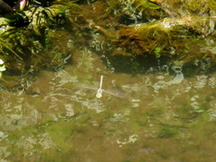 Zosteraeschna minuscula