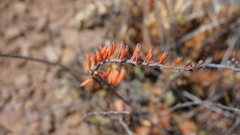Astroloba rubriflora