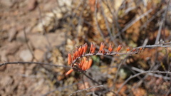 Astroloba rubriflora