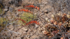 Astroloba rubriflora