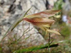Gladiolus hyalinus