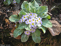 Primula nana
