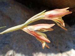 Gladiolus hyalinus