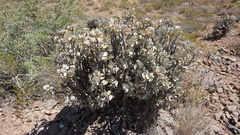 Crassula arborescens