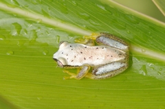 Heterixalus punctatus
