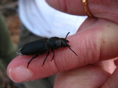 Spondylis buprestoides