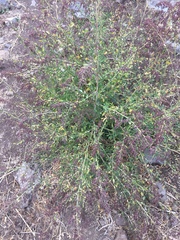 Chenopodium opulifolium