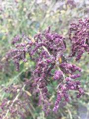 Chenopodium opulifolium