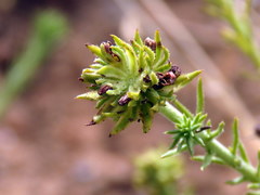 Thesium scabrum