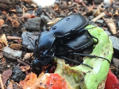 Carabus impressus