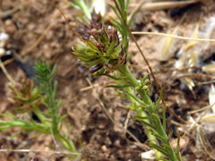 Thesium scabrum