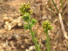 Thesium scabrum