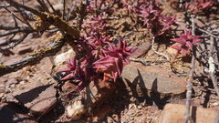 Crassula capitella thyrsiflora