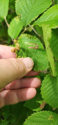 Photo of Rice Root Aphid (Tetraneura akinire)
