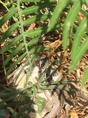 Stenocercus ornatissimus