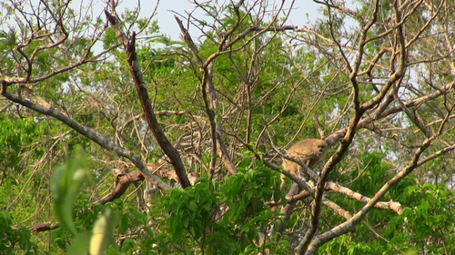 Pale Titi