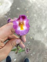 Proboscidea fragrans