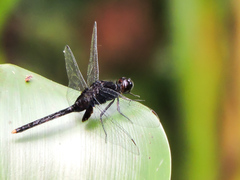Erythemis attala