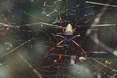 Trichonephila inaurata madagascariensis