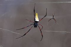 Trichonephila inaurata madagascariensis