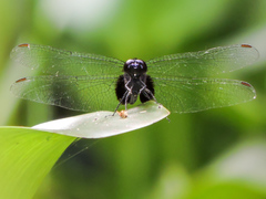 Erythemis attala