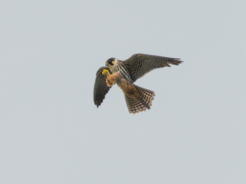 Alcotán europeo (Falco subbuteo)