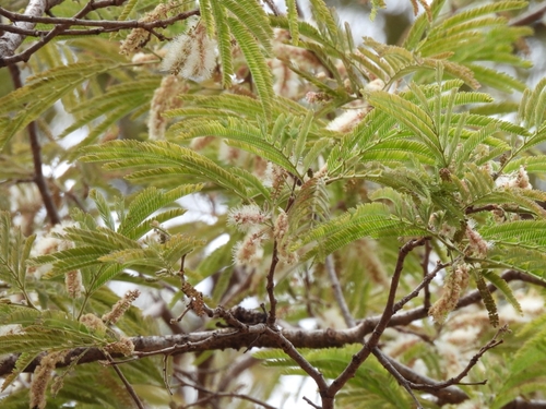 Image of Lysiloma acapulcense by no rights reserved