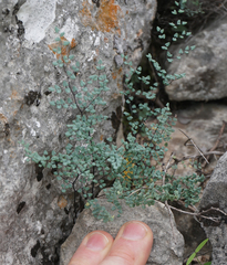 Argyrochosma microphylla
