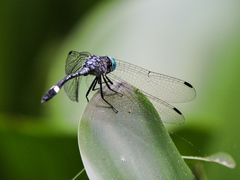 Micrathyria ocellata