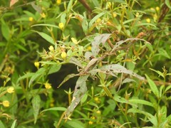 Ludwigia hyssopifolia