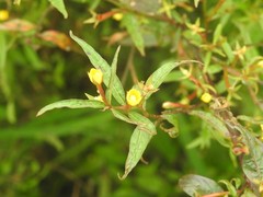 Ludwigia hyssopifolia