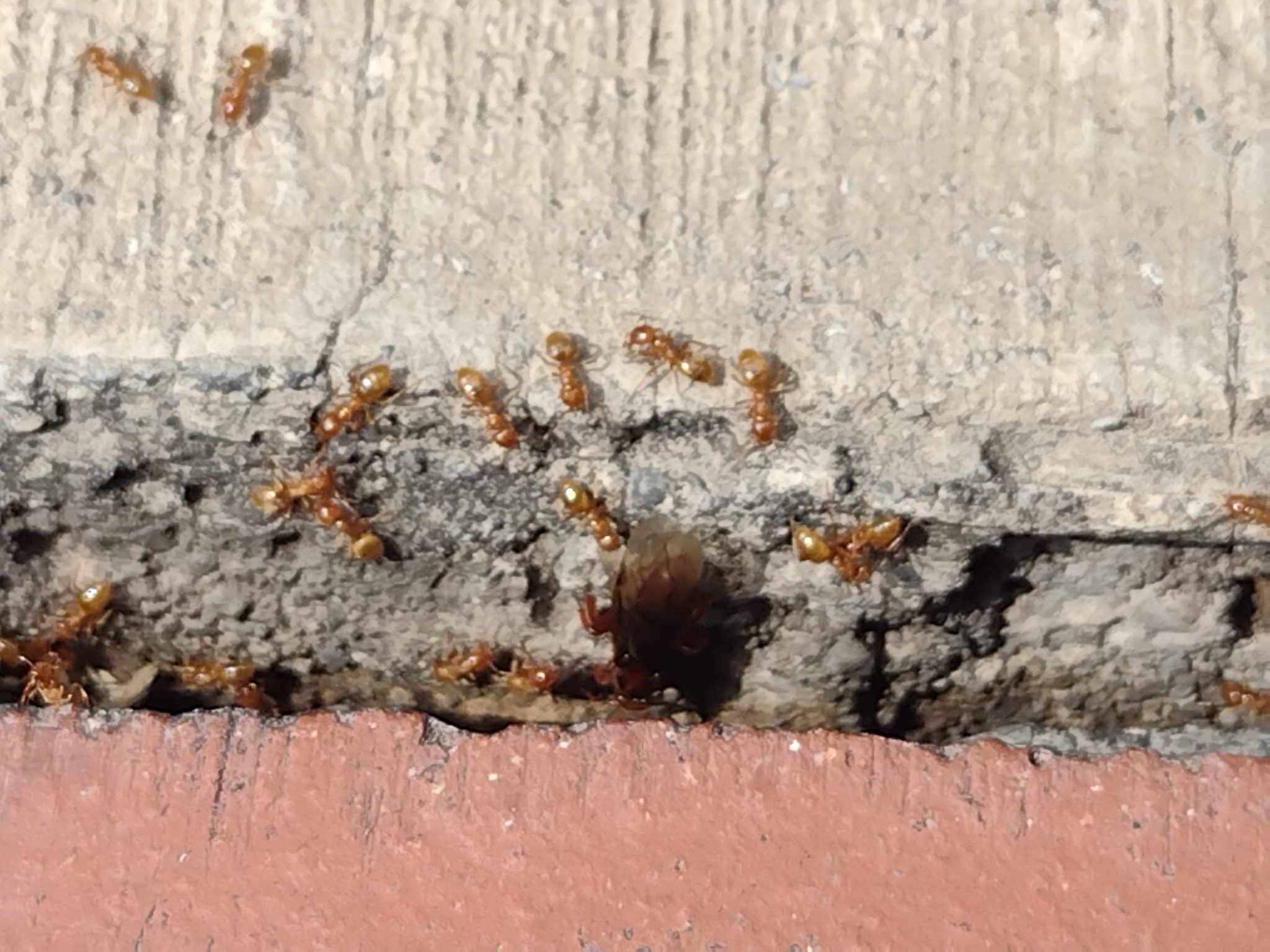 Lasius mexicanus
