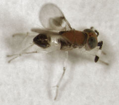 Metaphycus maculipennis