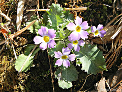 Primula nana